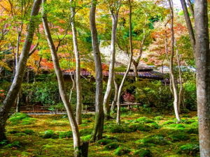 祇王寺