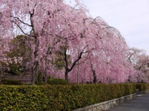 桜