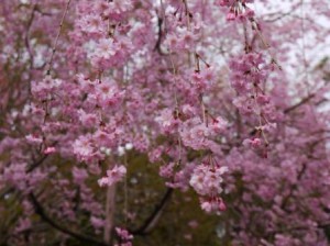 桜2