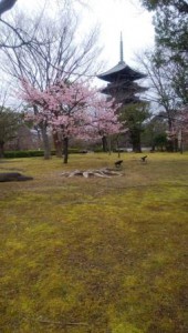 東寺桜